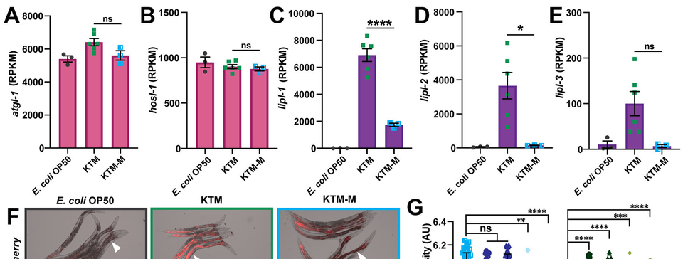 Kombucha Tea-associated microbes remodel host metabolic pathways to suppress lipid accumulation