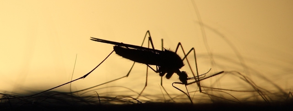 Climate change: A driver of increasing vector-borne disease transmission in non-endemic areas